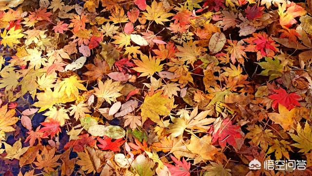 把句子补充完整秋天怎么样，秋天有哪些特色景物图片