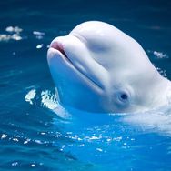 海合安武汉极地海洋度假区