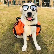 拉布拉多lucky ❤️