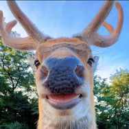 孤独的猫M•滨海鹿