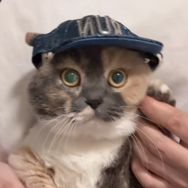 猫不易