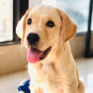 旺仔很忙🐶