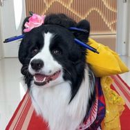 小三的七夕（边牧）