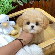 多可爱萌宠