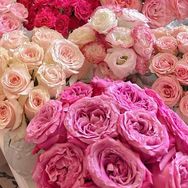 玫瑰基地批发(北美冬青)