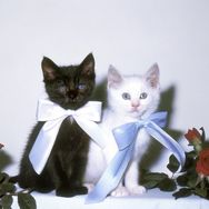 把你喂鸡信不信