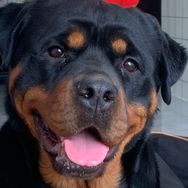 拉登与阿亮日常生活