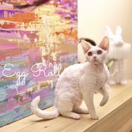 蛋卷德文卷毛猫舍