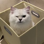 干饭喵屁屁