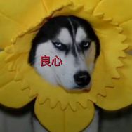 爱车哈士奇驾驶测评