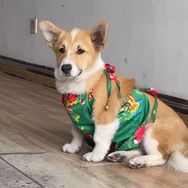 小柯猪汤圆