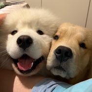 大雄爱吃斯塔克