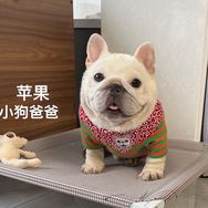 大凯家的法斗
