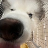 恩比不是笨笨