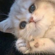 麦香鱼