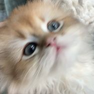 羊木