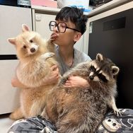 安静的宠物