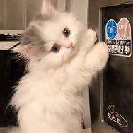 小烊.
