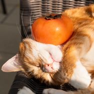 卡迪那（猫meme版）