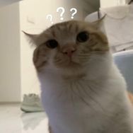 猪咪小獭