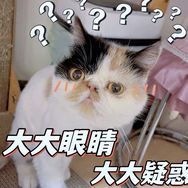 然小然有好多喵