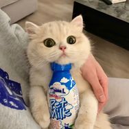 薄荷猫猫甜不甜