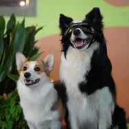 柯基艾拉矮冬瓜