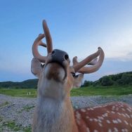 孤獨(dú)的貓M?濱海鹿