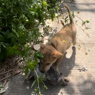实战赶山土猎