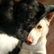 胡子大叔爱犬部落