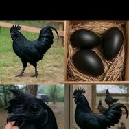 特种养殖研究中心