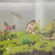 老登聊养鱼