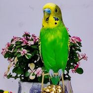 小英小五