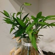 路路通
