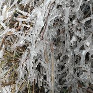 静子（找个伴）