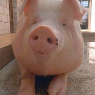 小弟的猪