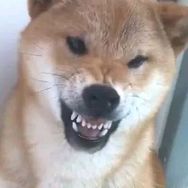 疯狗穿搭拷打师