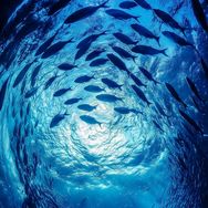 海底观察
