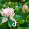 yingying