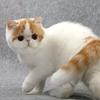 小猪(不忘初心）