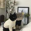 爱如指間沙