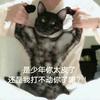 考拉先森爱睡觉