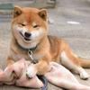꧁❦༺荨蒽༻❦꧂