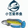 小艺爱养鱼