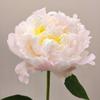 芍公子牡丹芍药