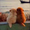 ➹♡熊小犟