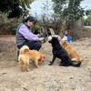 清清田园犬