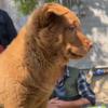 下乡寻田园犬（高凯）