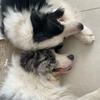 阳仔家的🐶