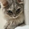 多多是只小猫咪